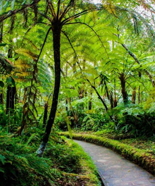 Tours Sri Lanka - Peradeniya Botanical Gardens