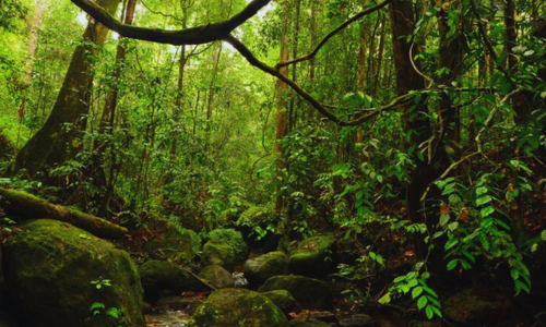 Sinharaja Rainforest