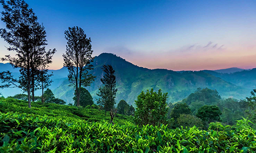 Nuwara Eliya
